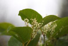 Japanese Knotweed
