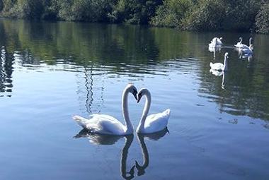 Swans on the River Thames by Kate Henning